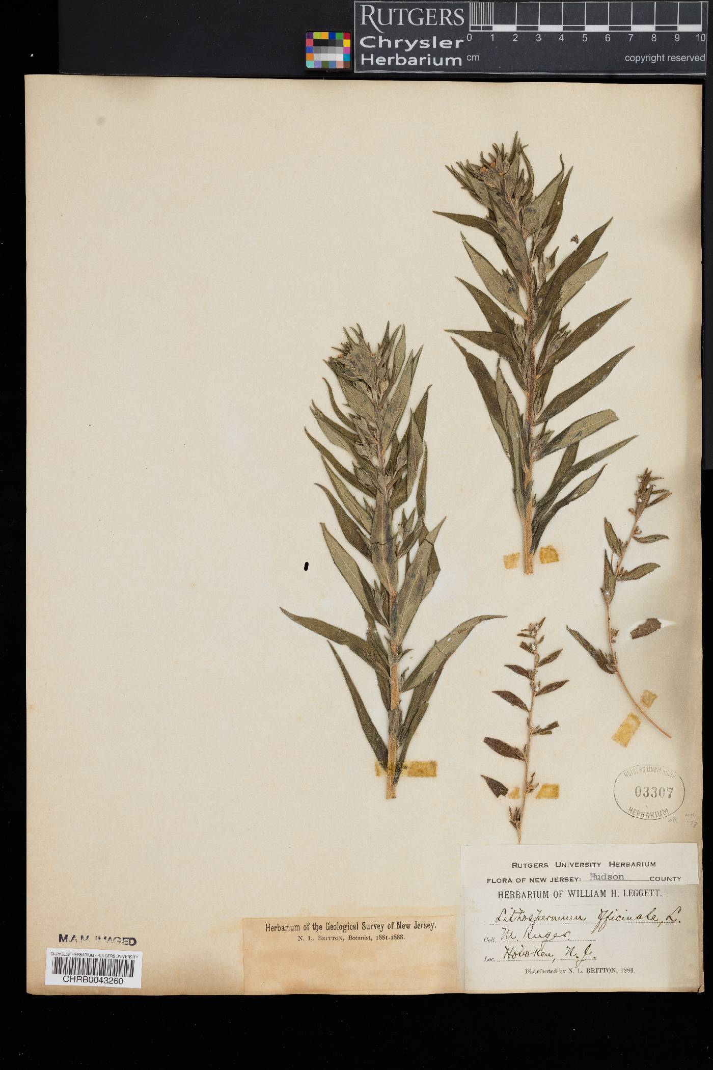 Lithospermum officinale image