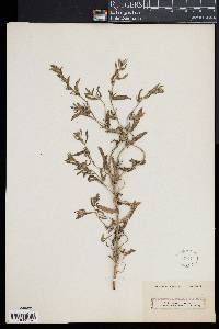 Lithospermum officinale image