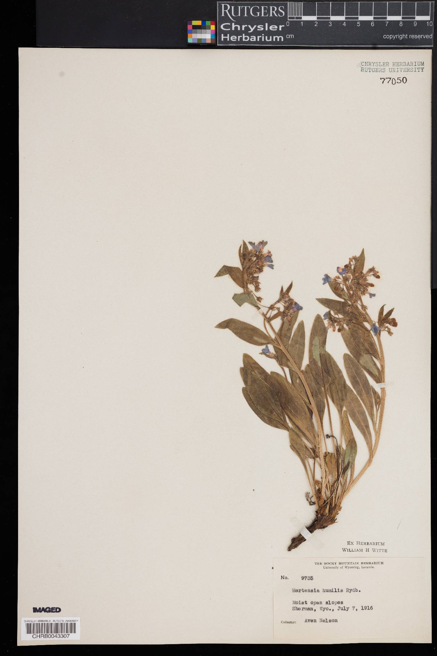 Mertensia humilis image