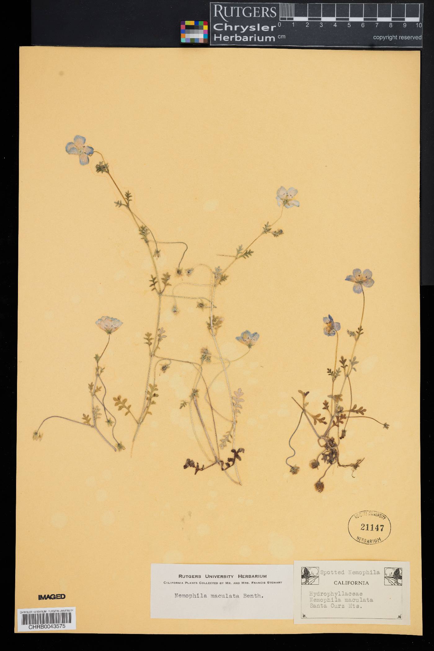 Nemophila maculata image