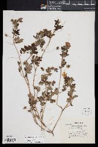 Nemophila phacelioides image