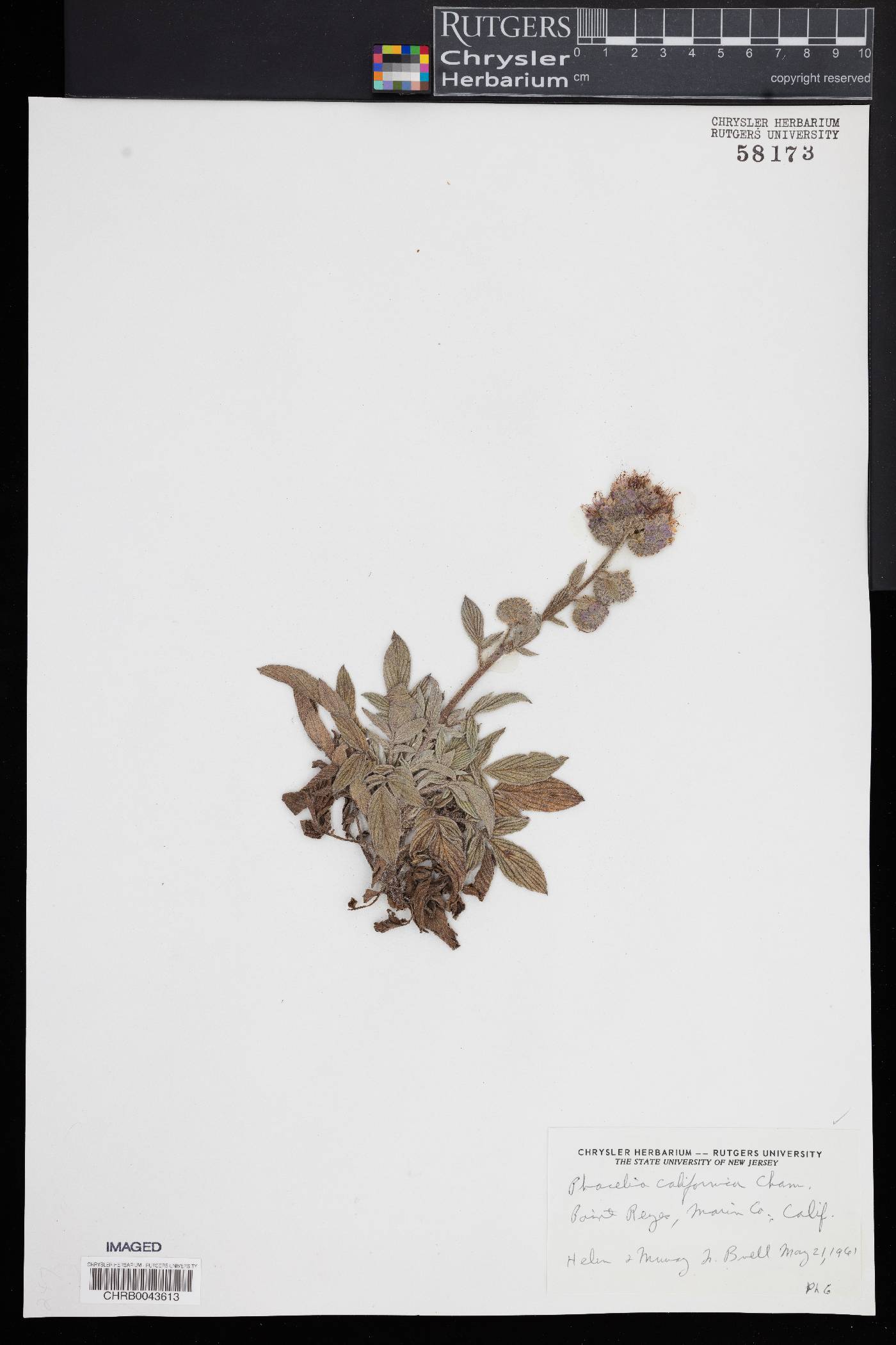 Phacelia californica image