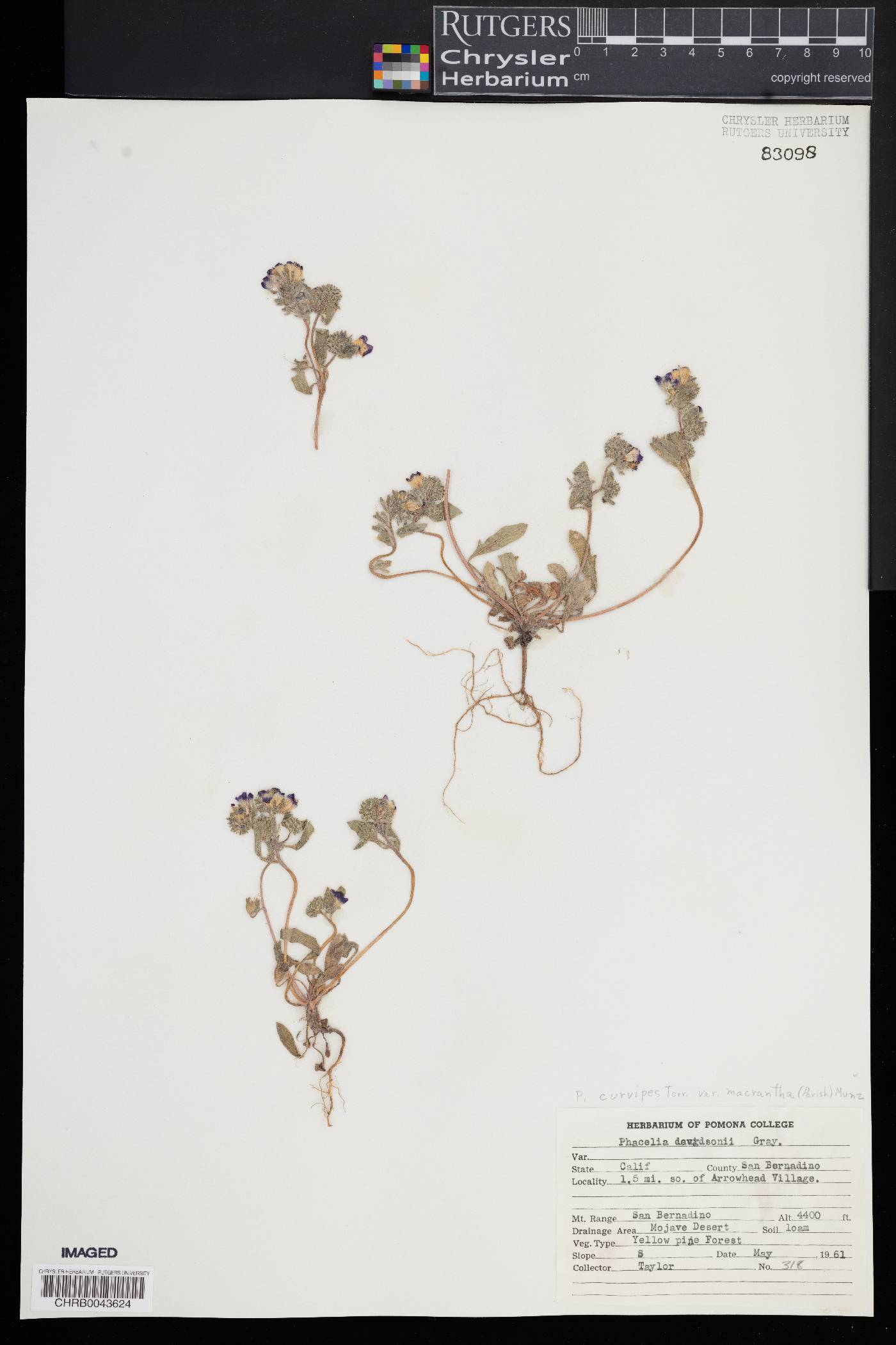 Phacelia curvipes var. macrantha image