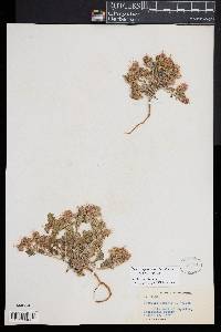 Image of Phacelia deserta