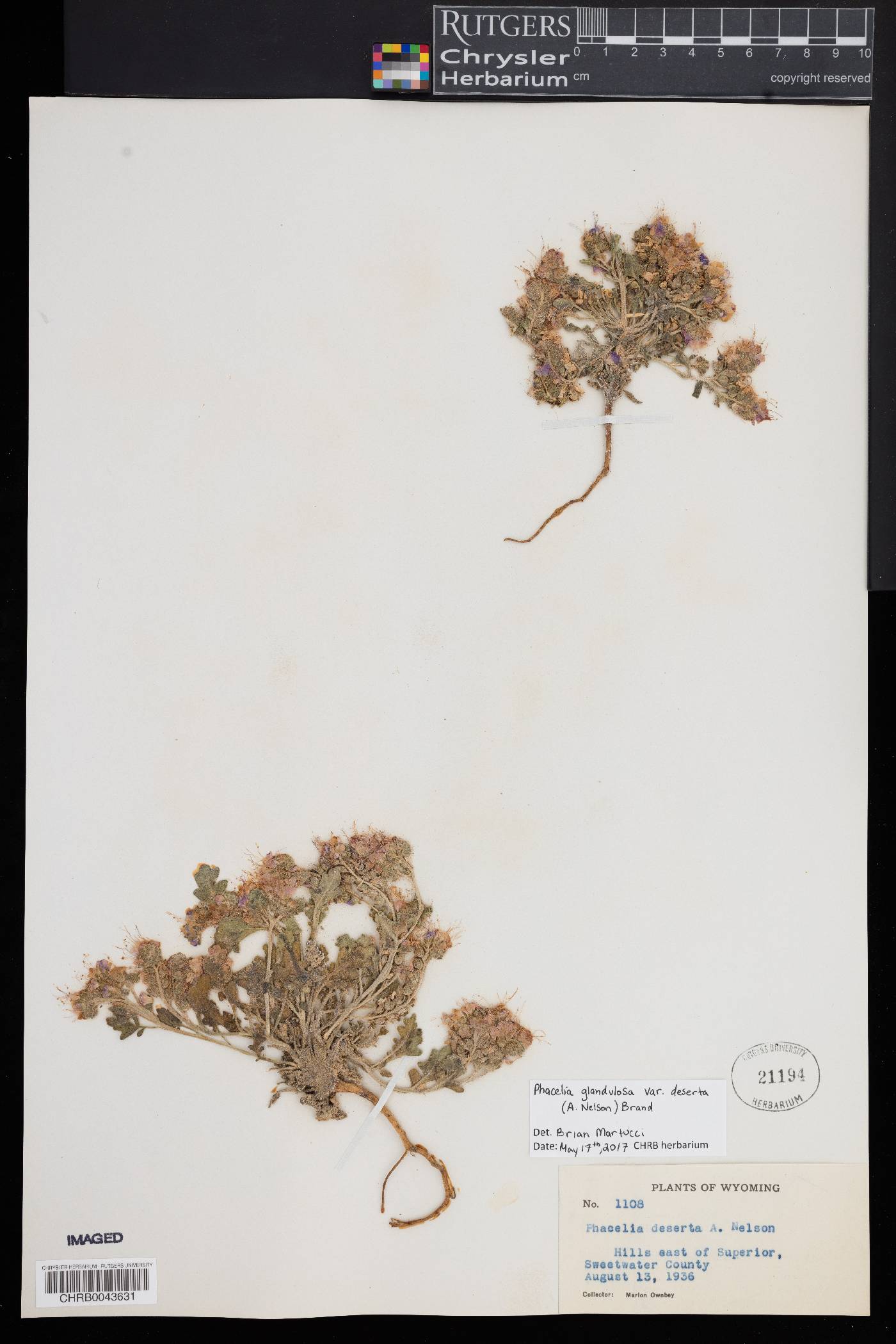 Phacelia deserta image