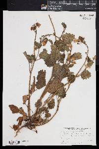 Phacelia minor image