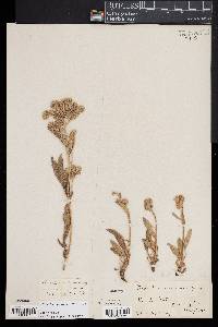 Phacelia secunda image