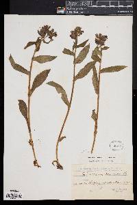 Media resource of Pulmonaria montana