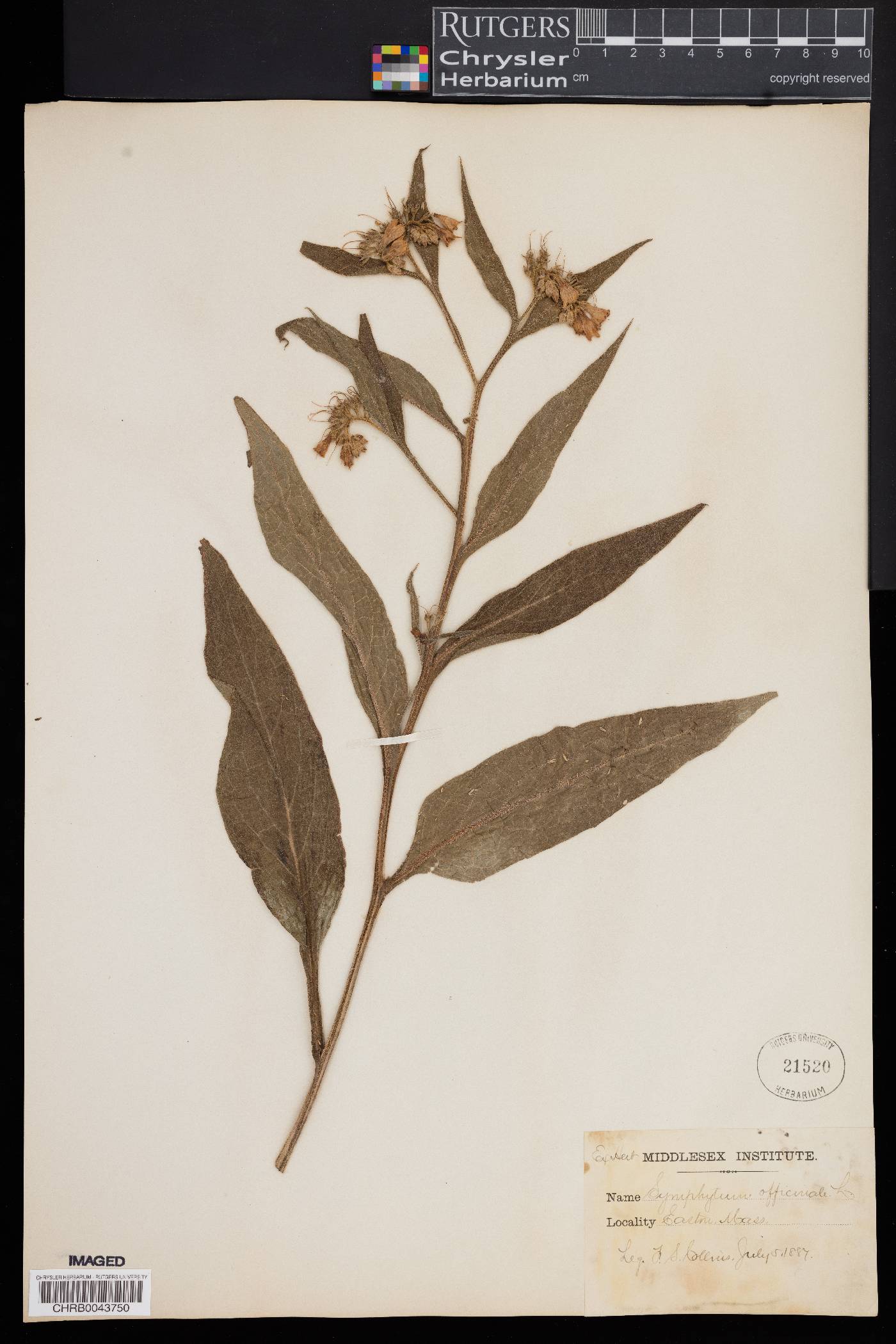 Symphytum officinale image