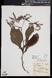 Tournefortia acutiflora image