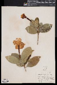 Image of Brunfelsia lactea