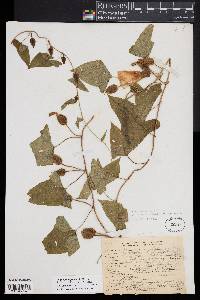 Calystegia sepium var. fraterniflora image