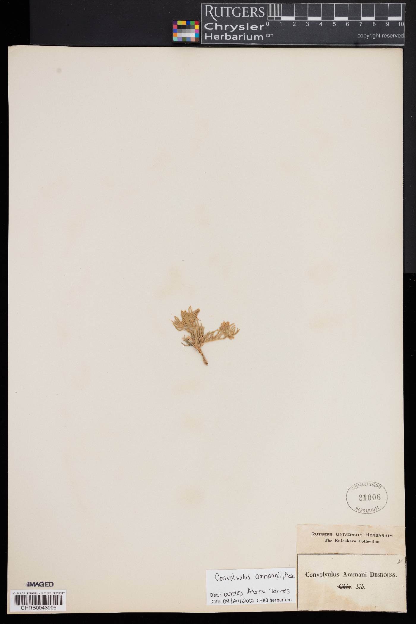 Convolvulus ammannii image