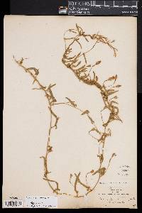 Convolvulus hermanniae image