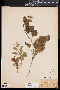 Convolvulus subacaulis image