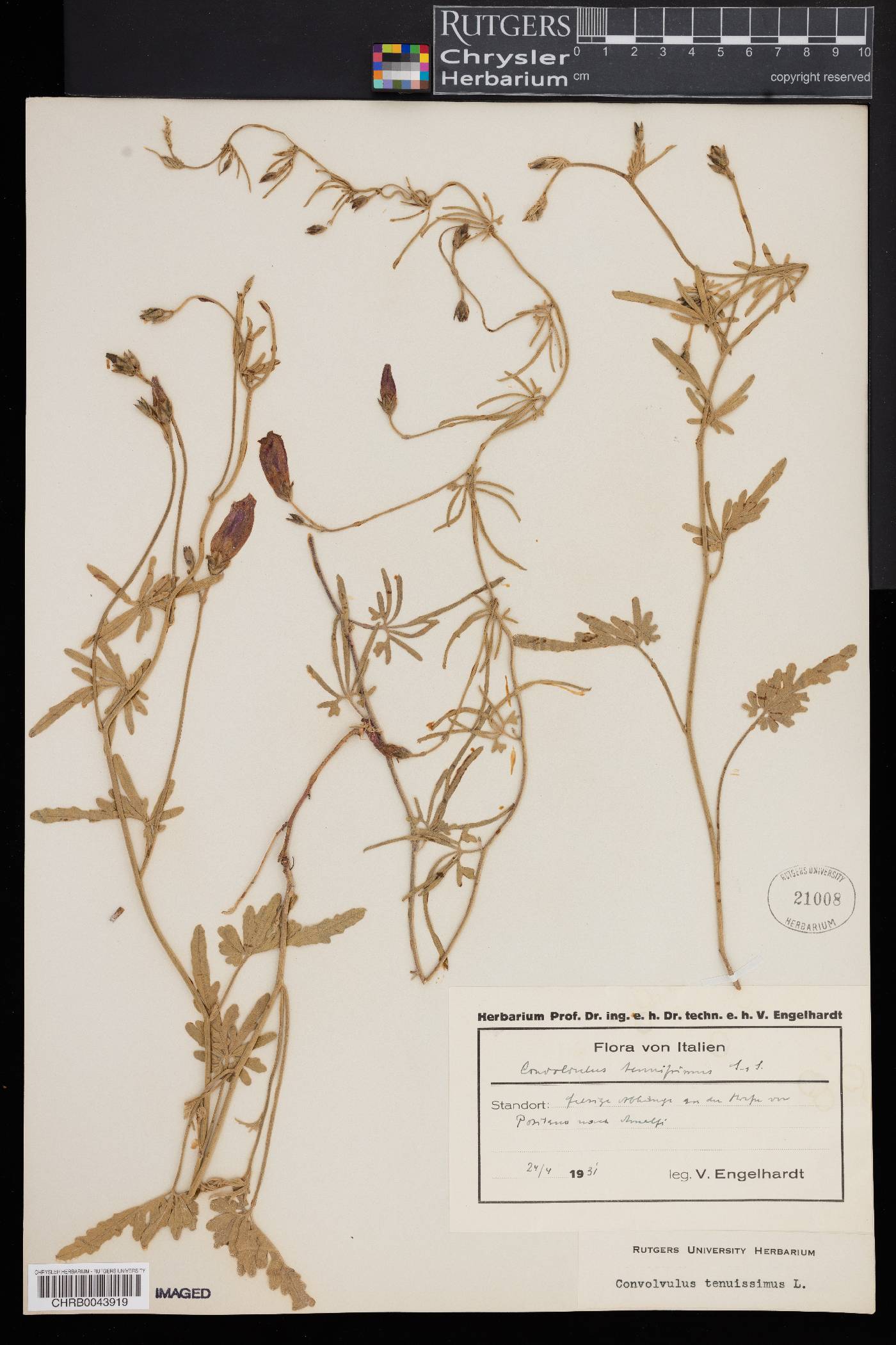 Convolvulus elegantissimus image