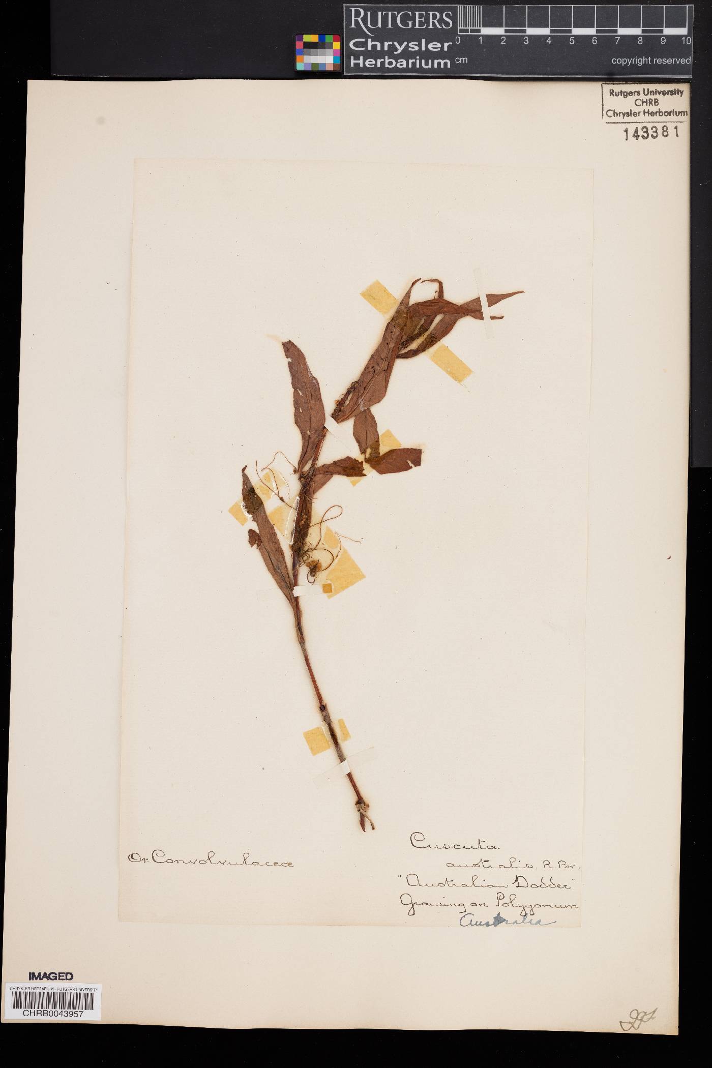 Cuscuta australis image