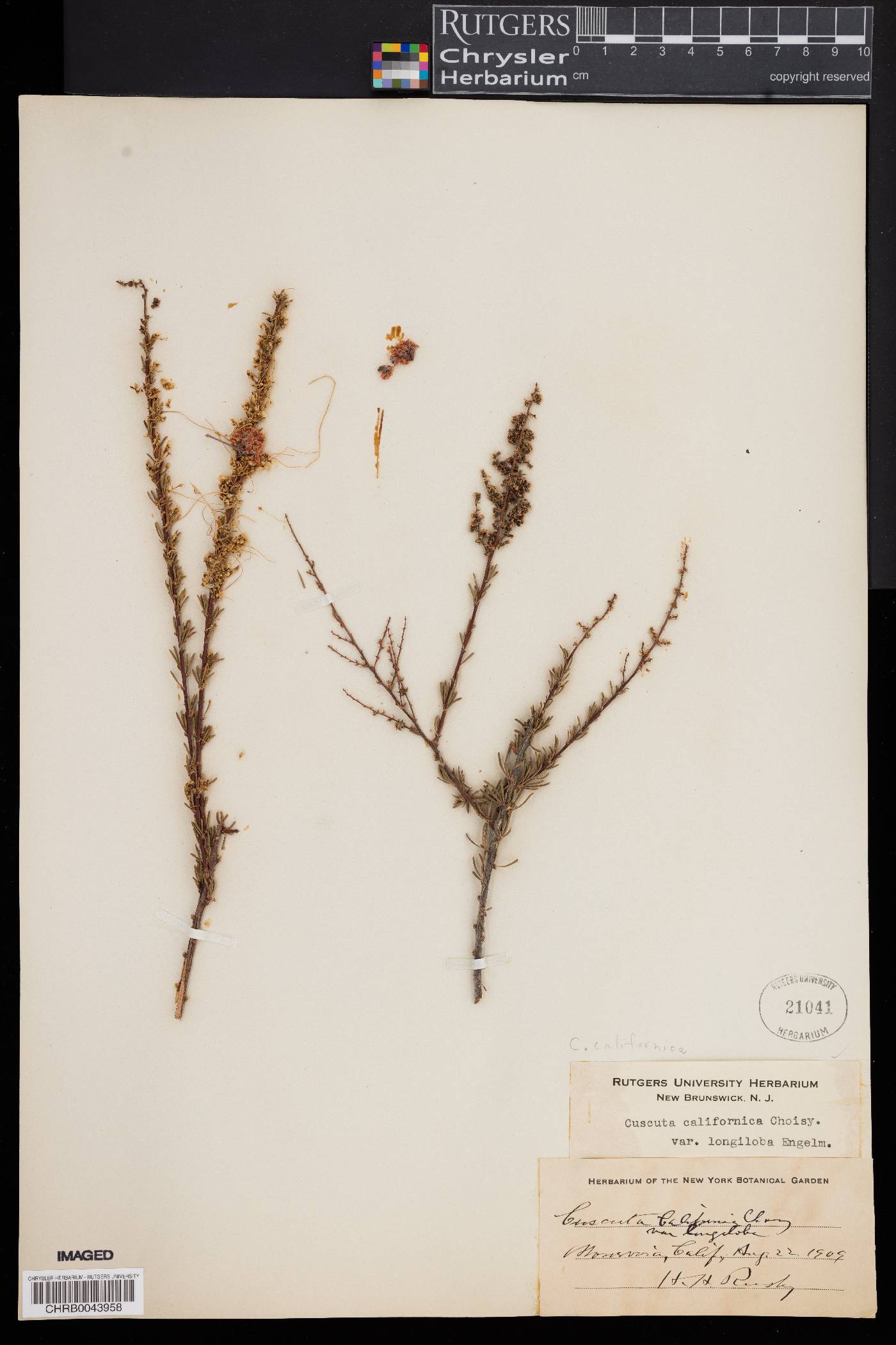 Cuscuta californica image