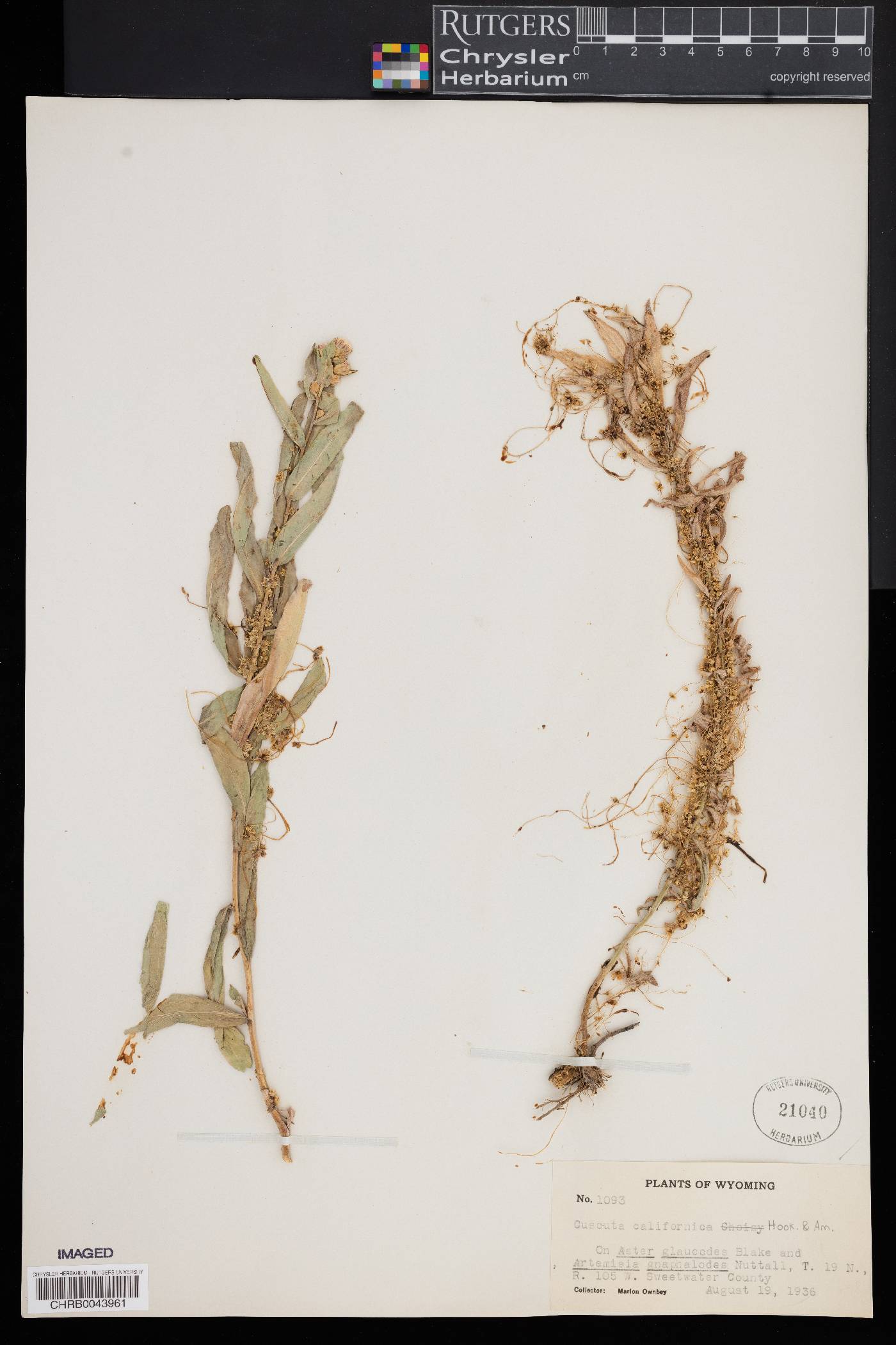 Cuscuta californica image