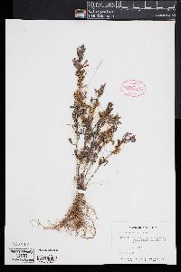 Cuscuta pentagona image