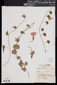 Ipomoea suffulta image