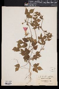 Ipomoea hederacea image