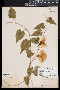 Ipomoea pandurata image