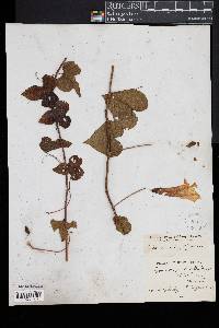 Ipomoea pandurata image