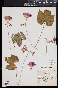 Ipomoea purpurea image