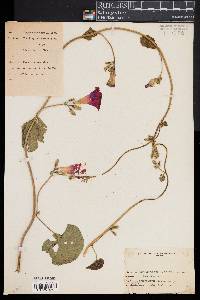 Ipomoea purpurea image