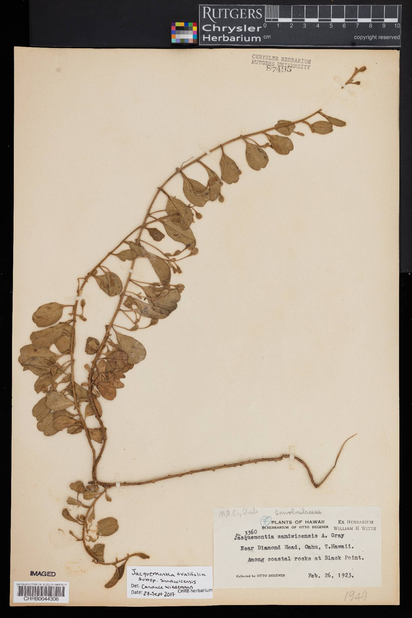 Jacquemontia sandwicensis image