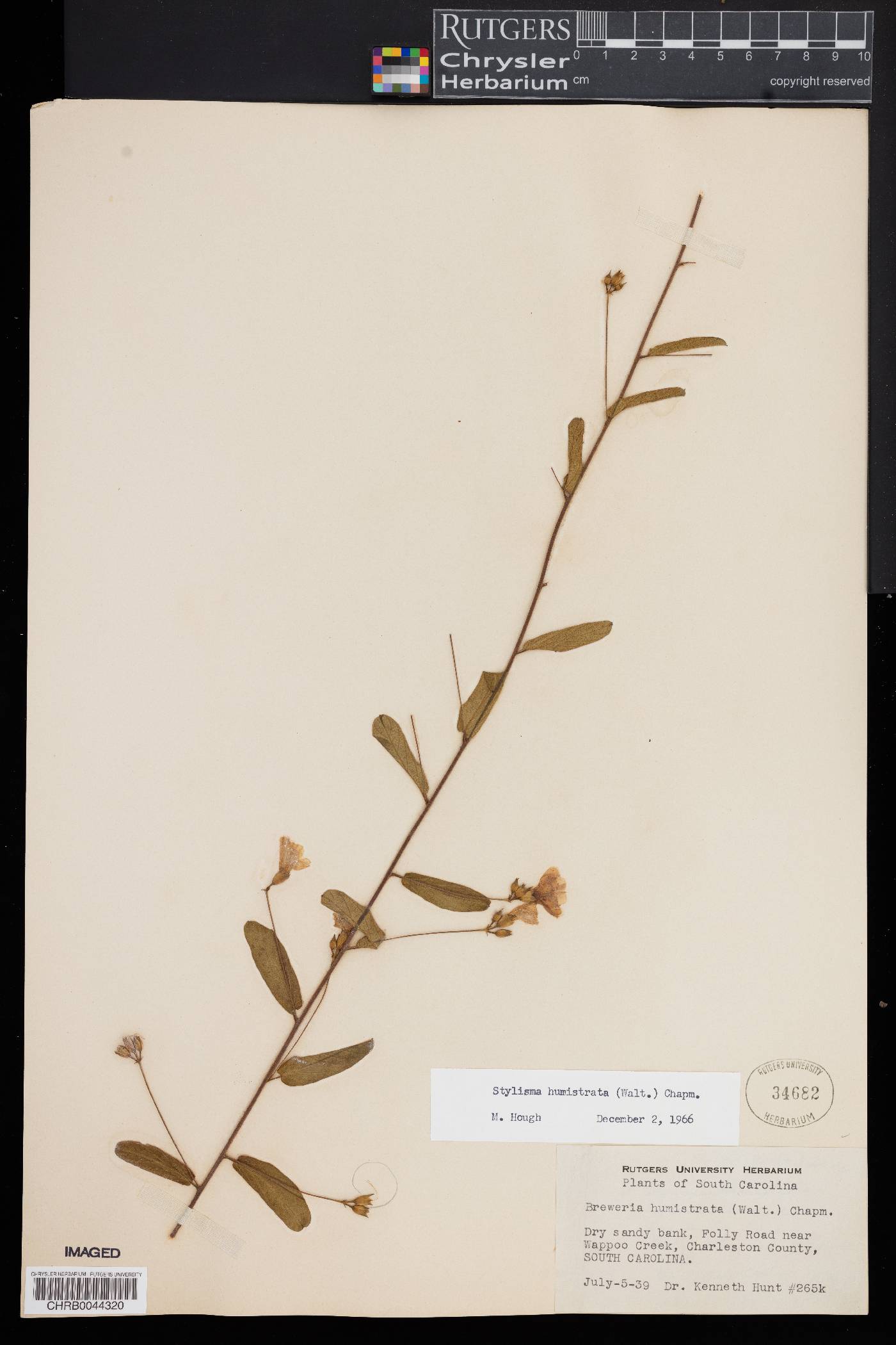 Stylisma image