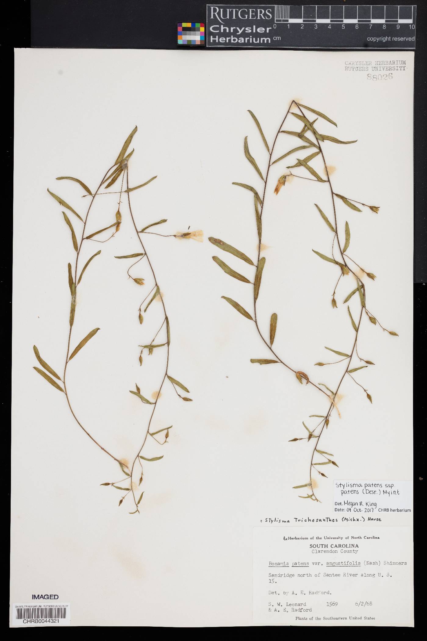 Stylisma trichosanthes image