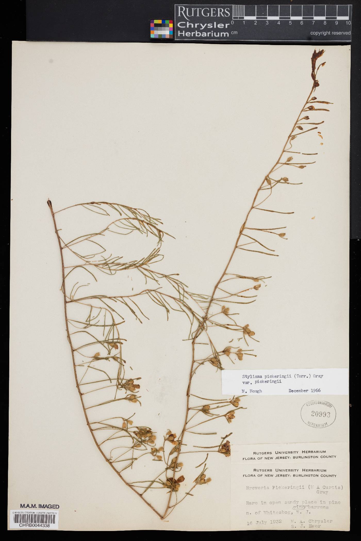 Stylisma pickeringii image