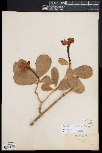 Image of Brunfelsia americana
