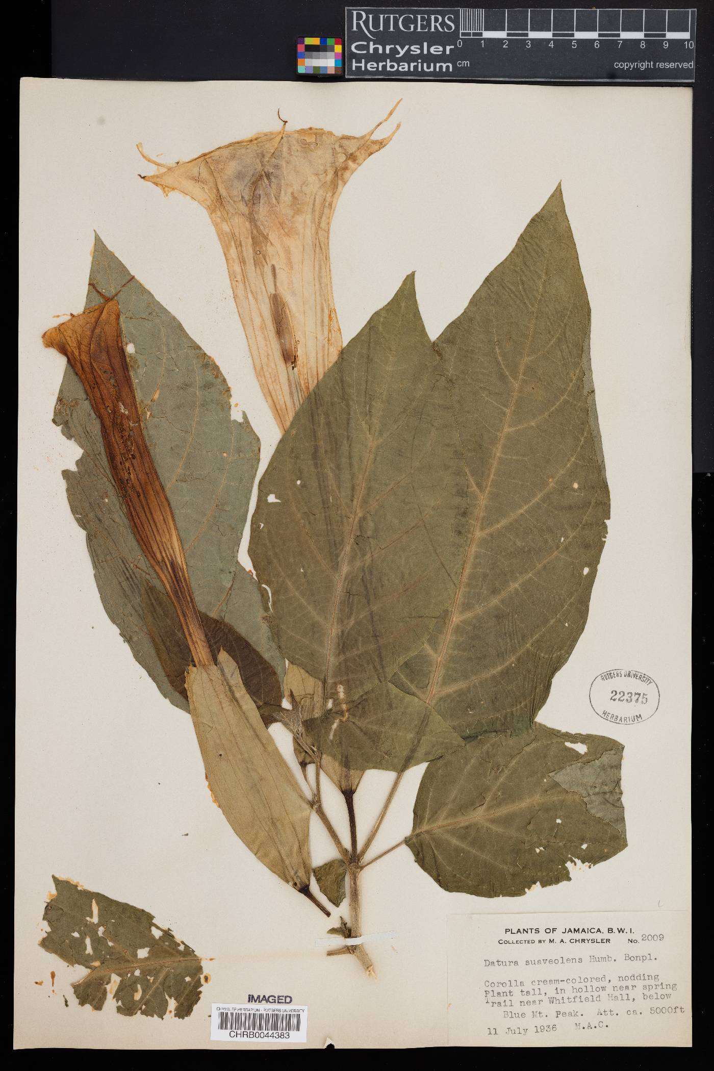 Datura suaveolens image
