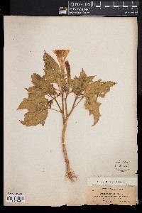 Datura stramonium image