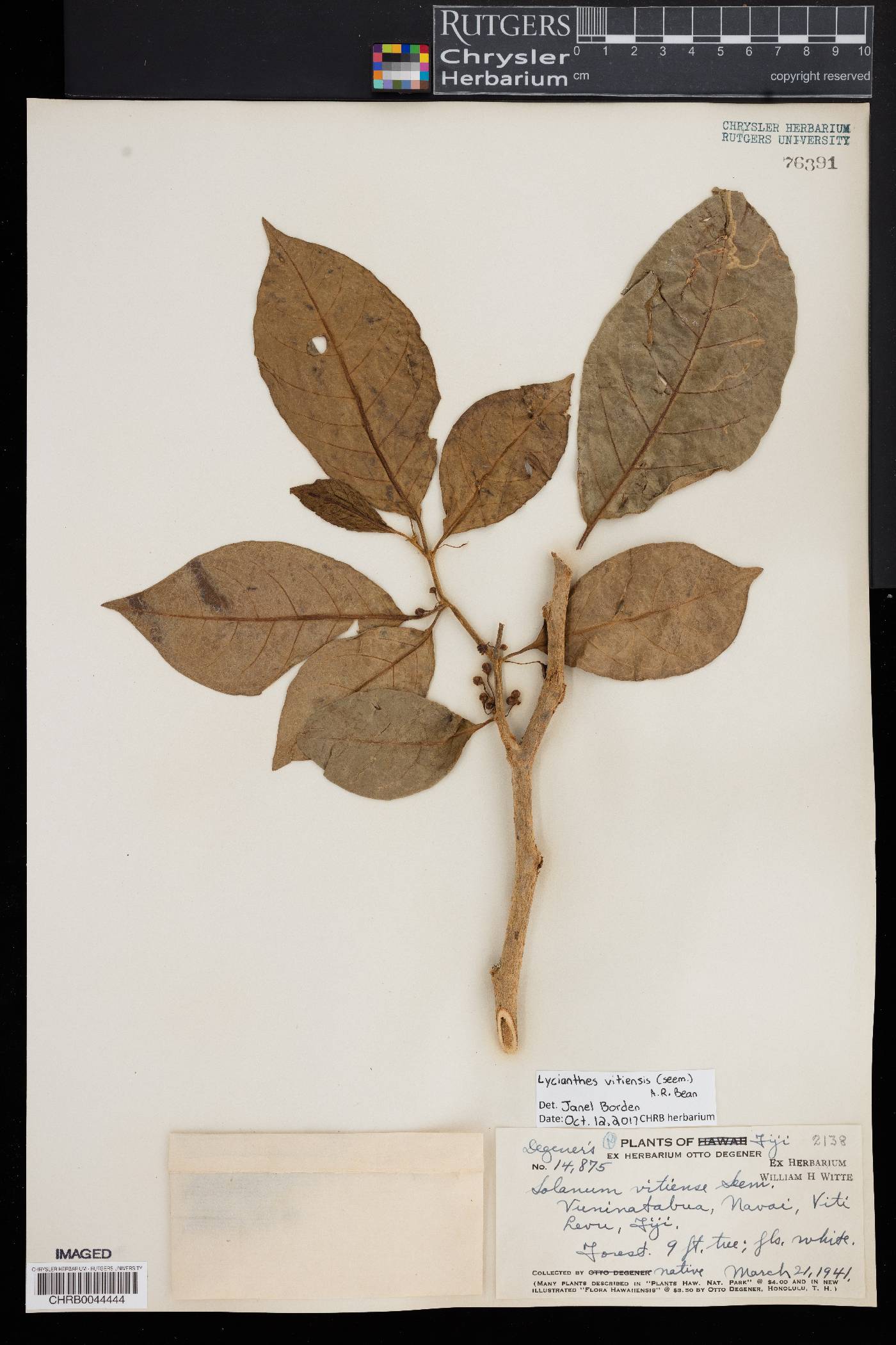Lycianthes vitiensis image