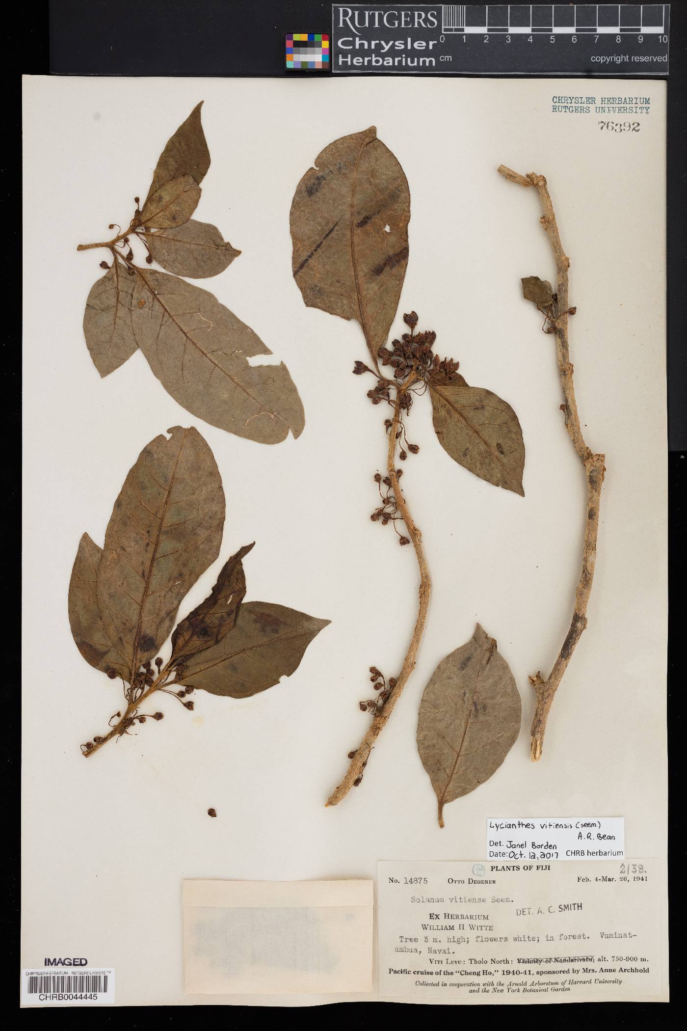 Lycianthes vitiensis image