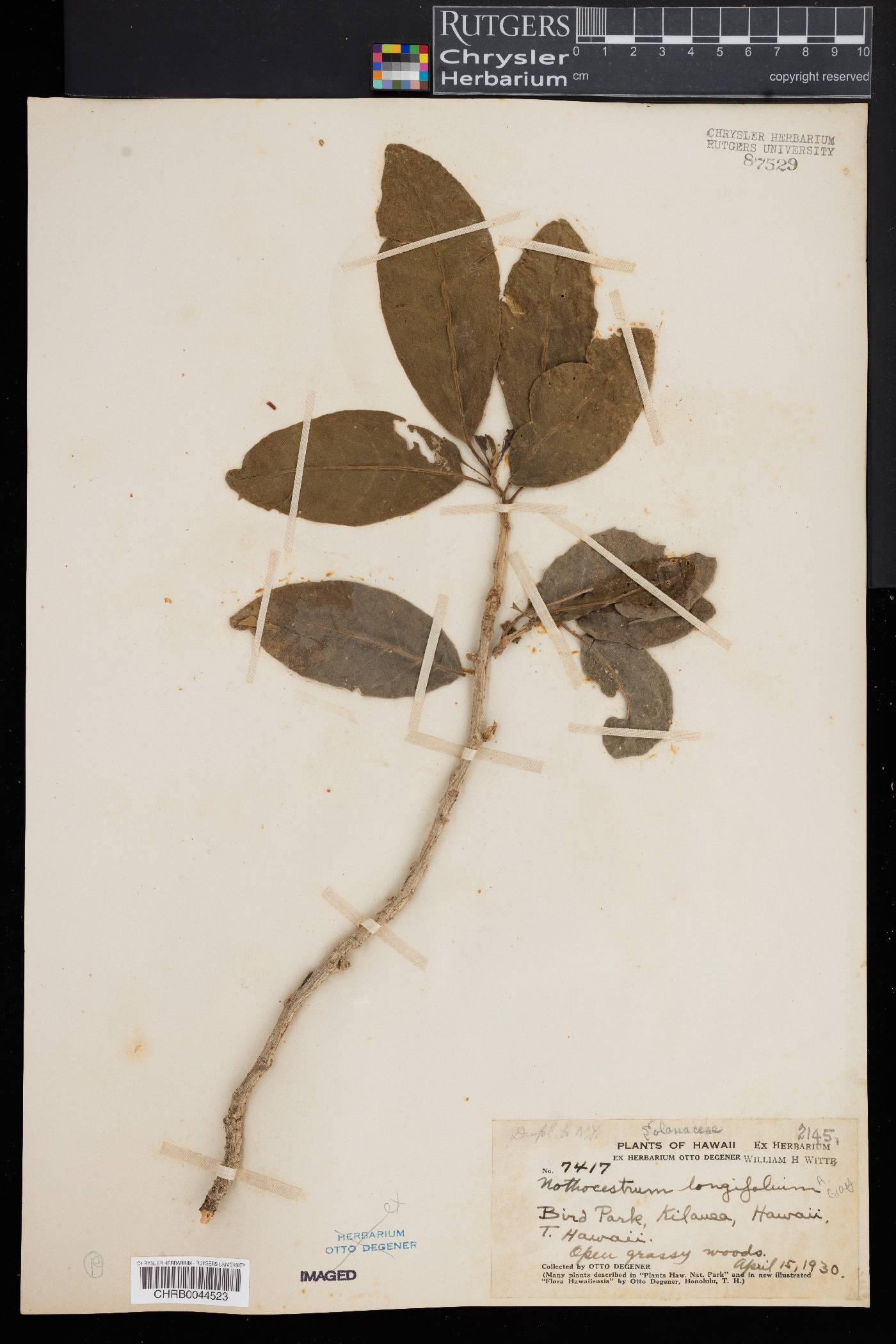 Nothocestrum image