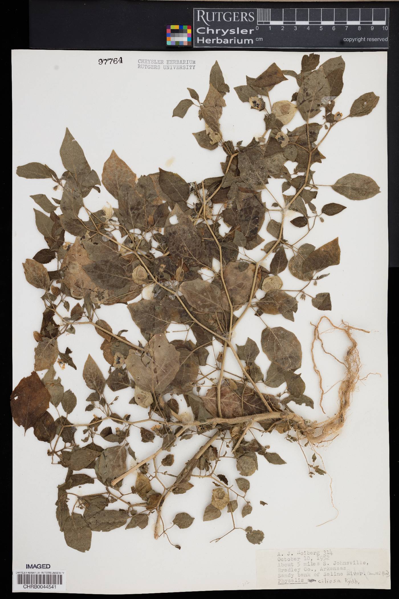 Physalis ciliosa image