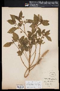 Physalis longifolia image