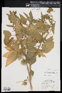 Physalis longifolia image