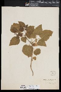 Physalis pubescens var. pubescens image