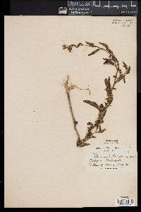 Image of Solanum bulbocastanum