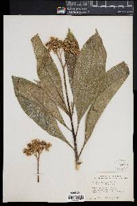 Solanum rugosum image