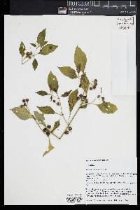 Solanum americanum image