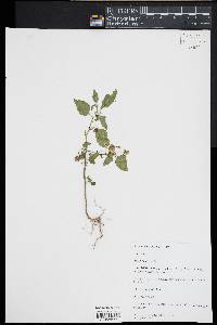 Solanum nigrum image