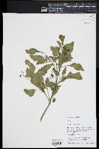 Solanum ptychanthum image