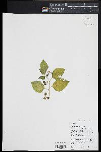 Solanum ptychanthum image